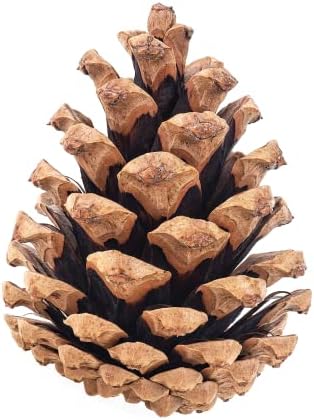100 Mix Size Natural Pine Cones, 50 Medium & 50 Small Unscented Pinecones Crafts Ornament for Decorating, Pine Cones Craft for Table, Home Decor, Vase Fillers, Desk & Christmas Trees by Billy Buckskin