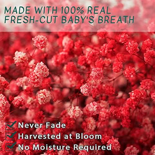 3800+ Dried Red Babys Breath Flowers Bouquet, 17" Dried Flowers for Vase, Preserved Gypsophila Branches for Crafts, Wedding, Christmas, Valentine‘s Day, Home Party Decor, DIY Wreath Floral(3Oz)