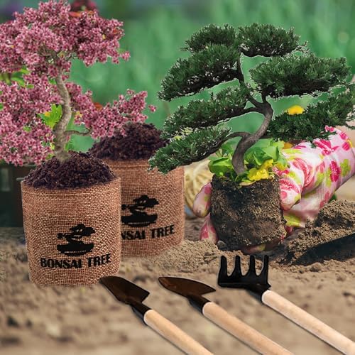Bonsai Garden Starter Kit, 4 Seeds Growing into Sakura, Ginkgo, Black Pine, Red Flame, Including Complete Gardening Tools & A Wooden Box with Cover, Christmas Gifts for Men Women Beginners
