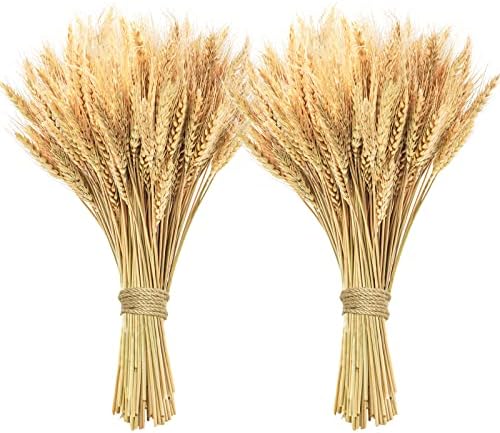 200 Pcs Dried Wheat Stalks, Dried Flowers Natural Wheat for Home Kitchen Office Flowers Arrangement Wedding Table Christmas Farmhouse Boho Party Fall Décor (17.5 inches)