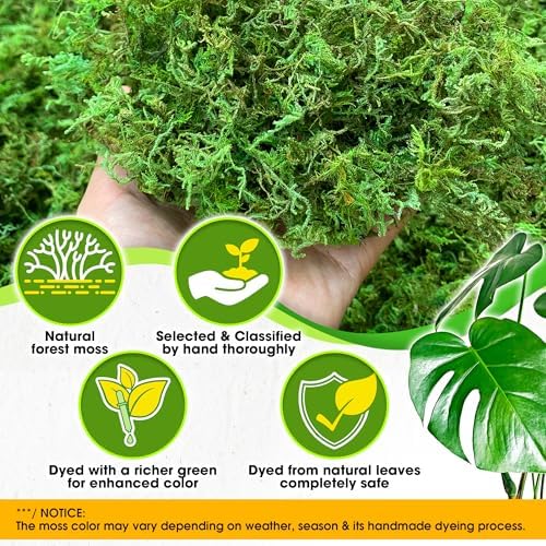 [Upgraded] DUSPRO Green Moss for Crafts, Real Forest Moss Potted Plants, Decorative Mosses for Table Centerpieces Wedding Christmas Fairy Party Decor, Indoor Planters, DIY Project (1.25 Lbs)